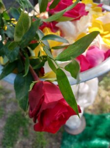 Einzelne Rose